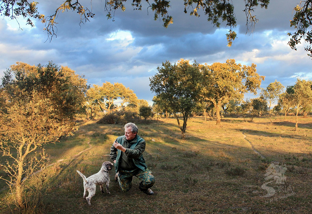 Tursoria la trufa negra de Soria