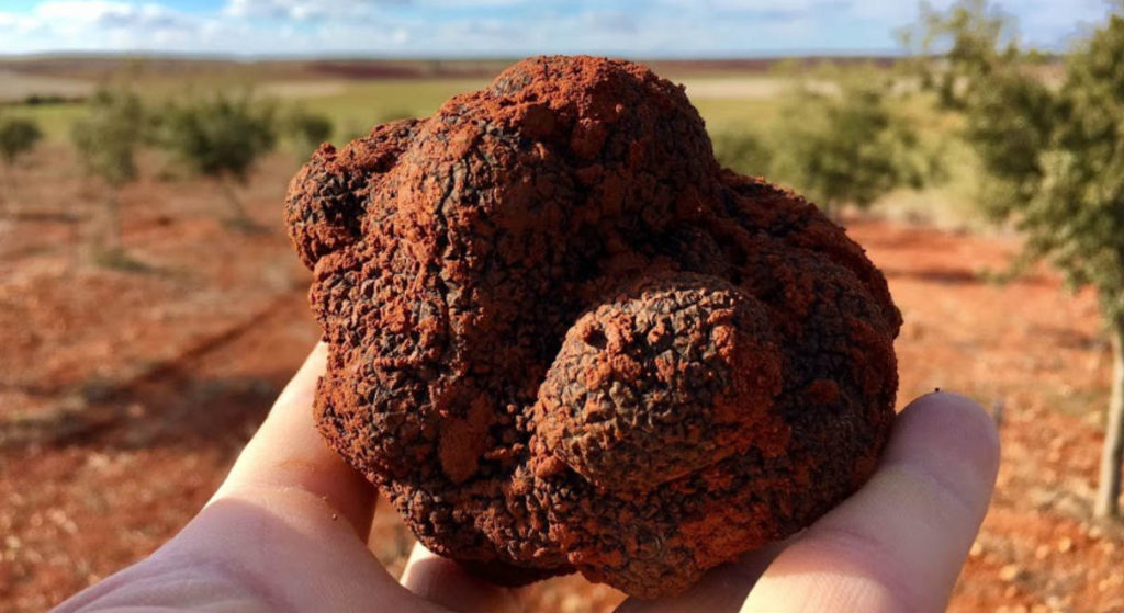 trufa soria. Tursoria