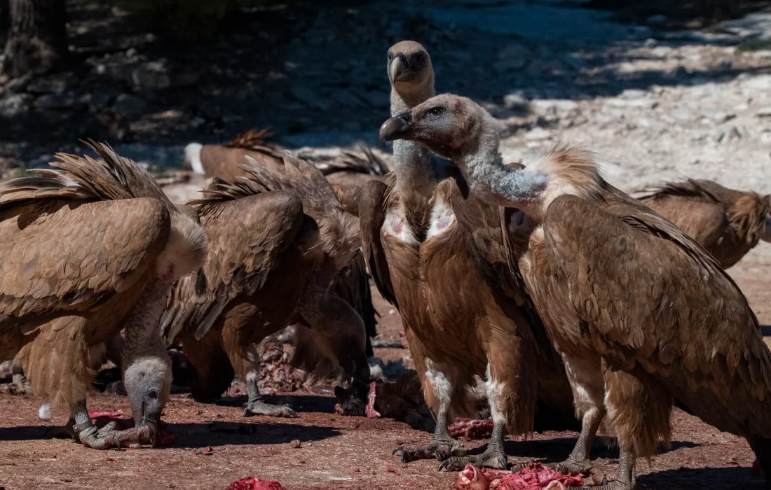 Tursoria buitres Yanguas