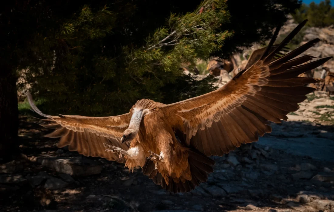 Tursoria buitres Yanguas