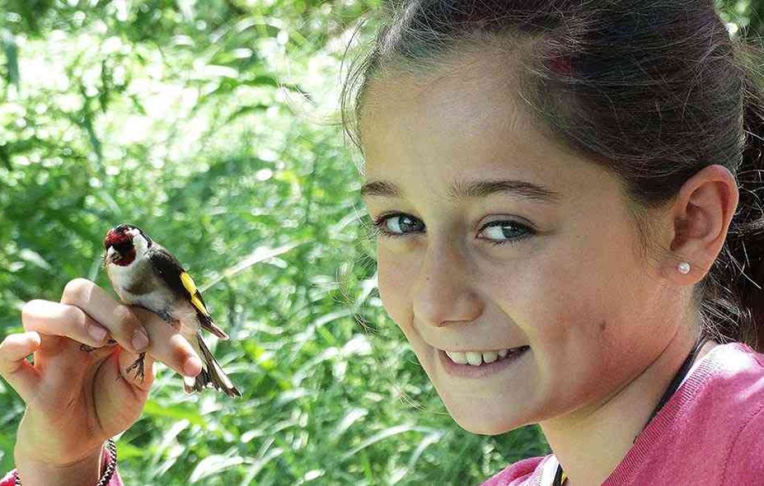 Tursoria anillamiento Yanguas