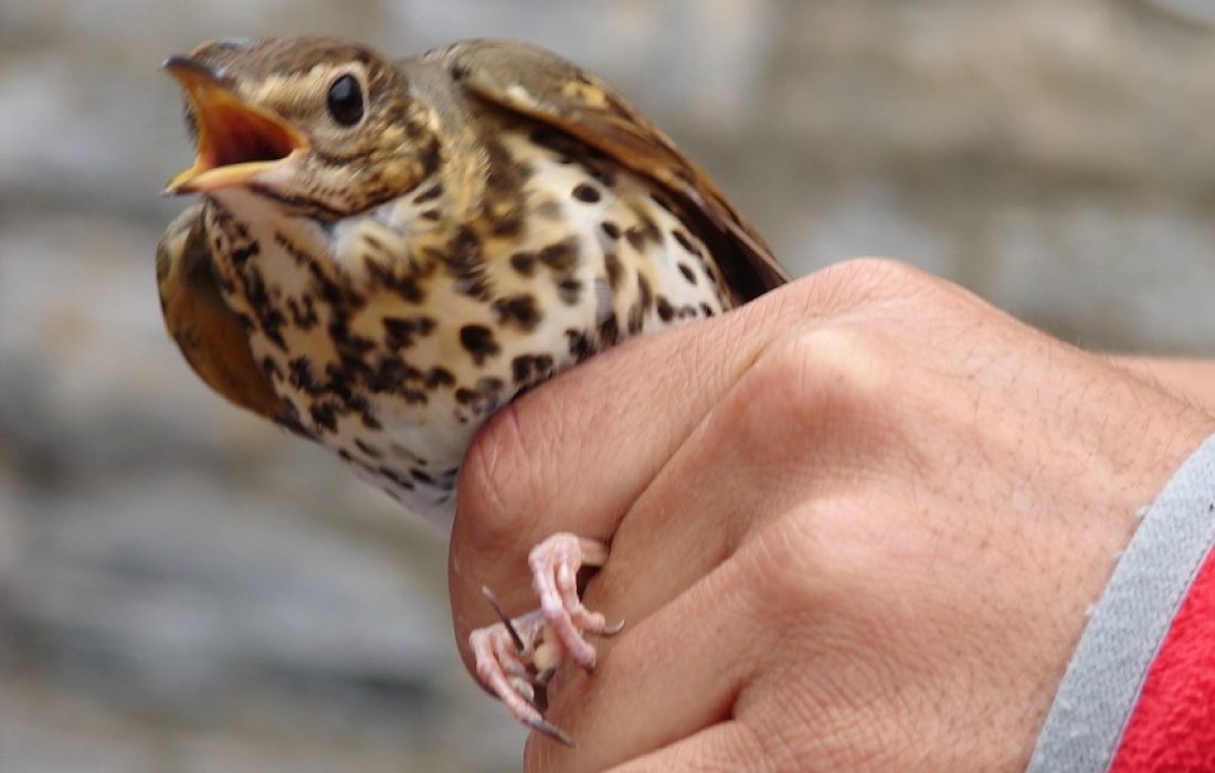 Tursoria anillamiento Yanguas