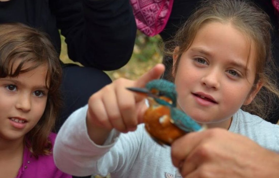 Tursoria anillamiento Yanguas