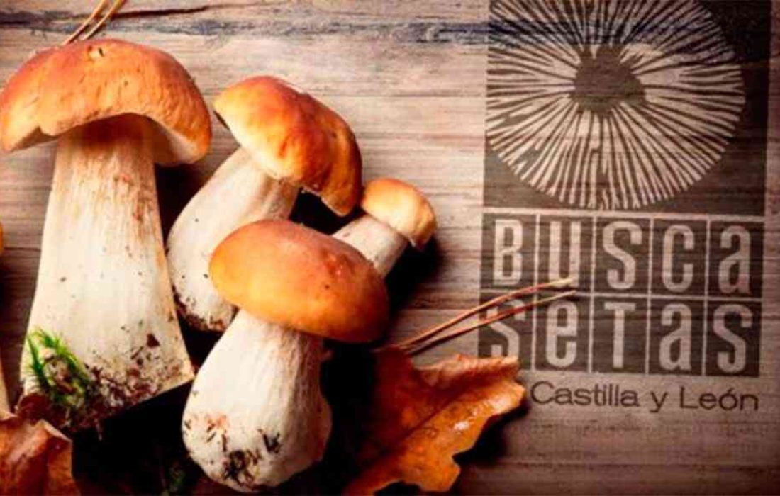 Tursoria. Jornada buscasetas