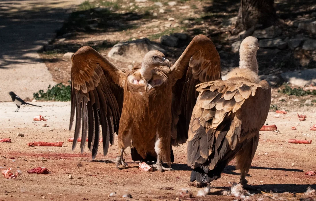 Tursoria buitres Yanguas