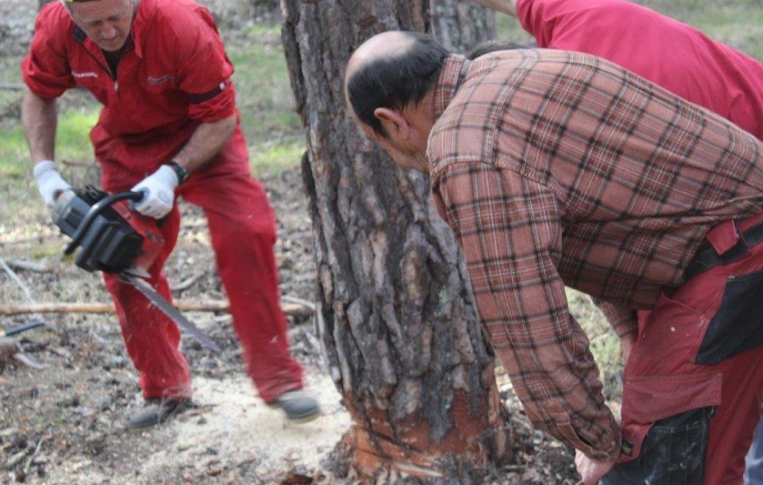 tursoria la pingada del mayo en Navaleno