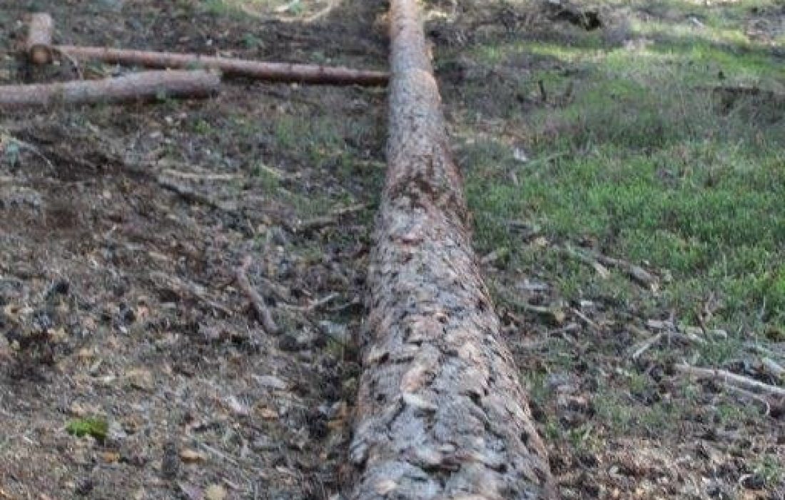 tursoria la pingada del mayo en Navaleno