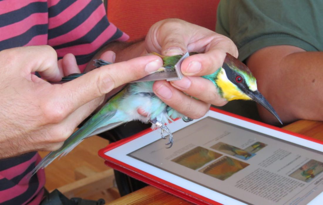 Tursoria anillamiento Yanguas