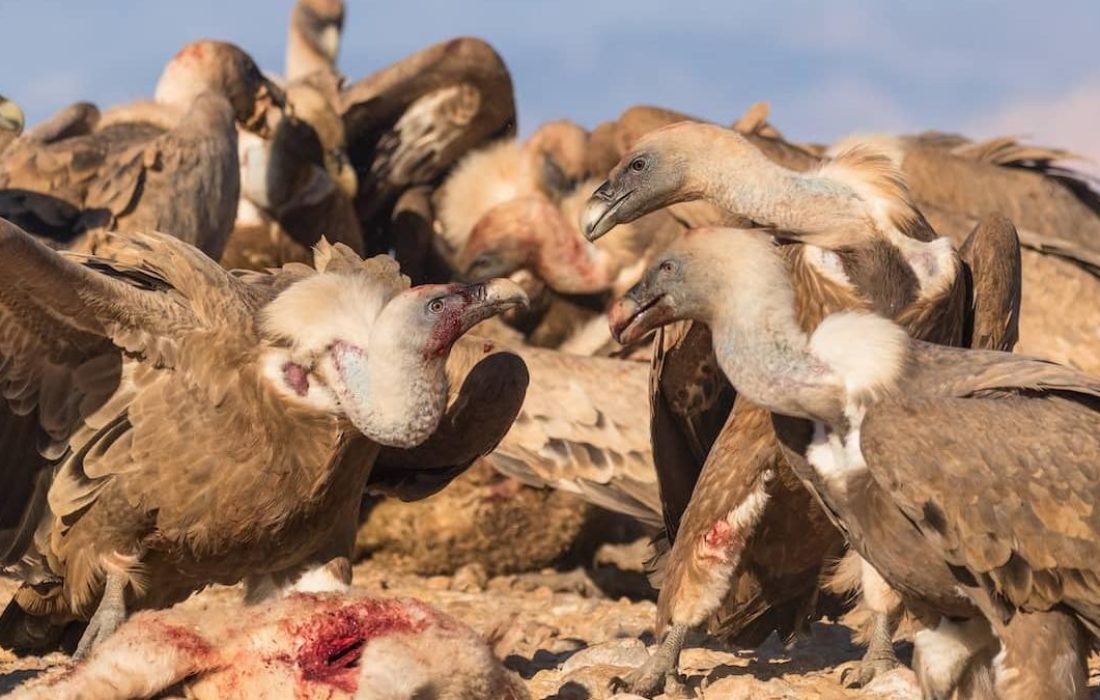 Tursoria buitres Yanguas