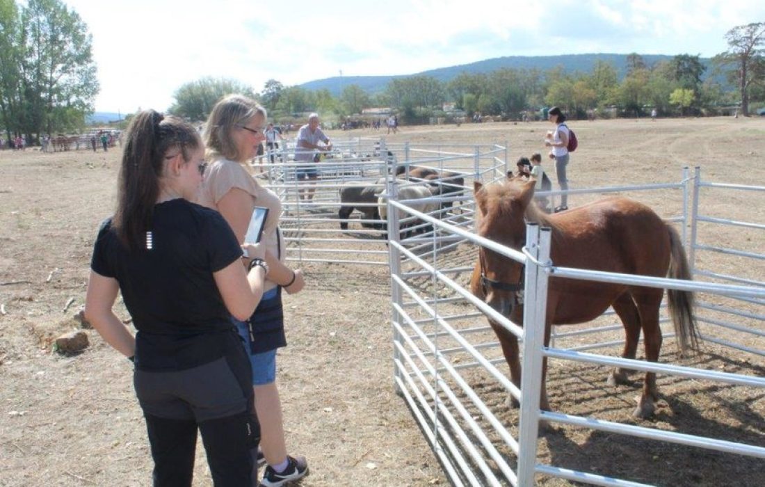 Tursoria feria ganadera en Vinuesa