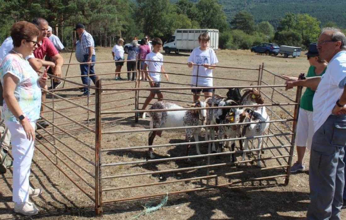 Tursoria feria ganadera en Vinuesa