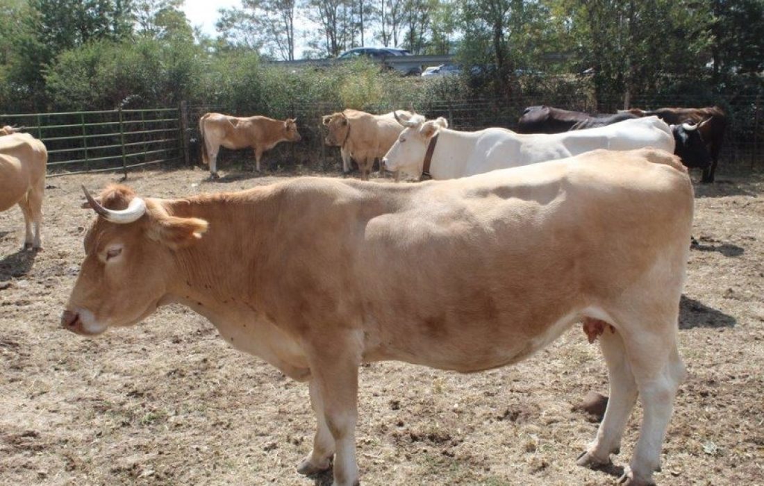 Tursoria feria ganadera en Vinuesa