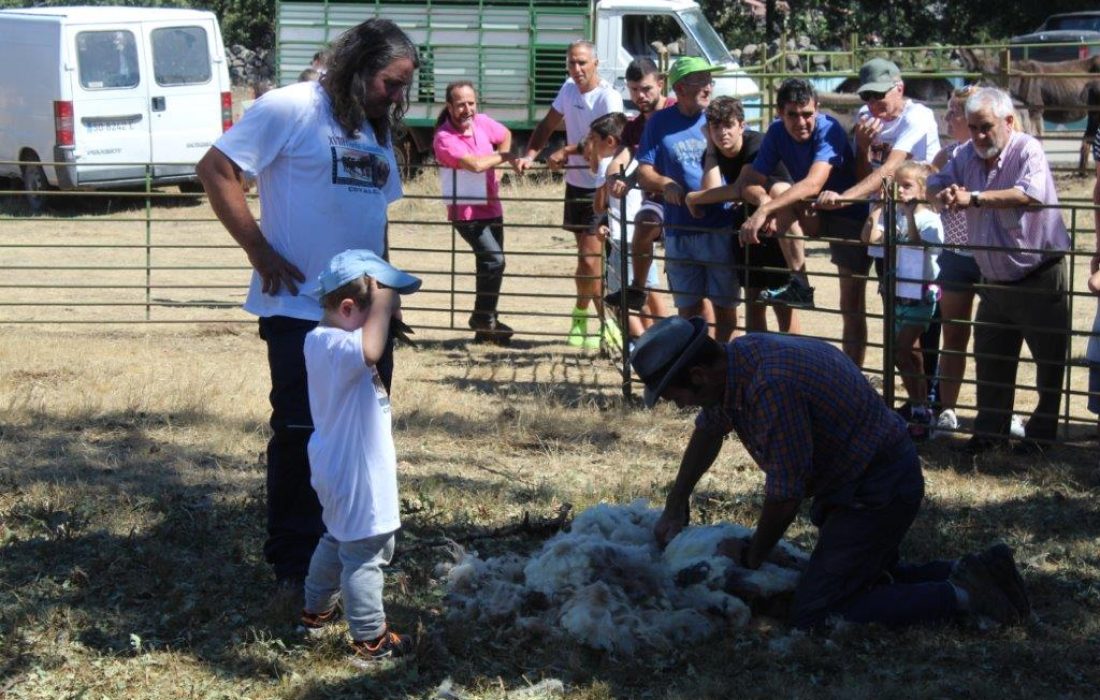 Tursoria feria ganadera en Covaleda