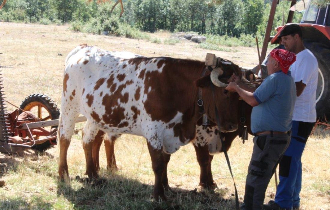 Tursoria feria ganadera en Covaleda