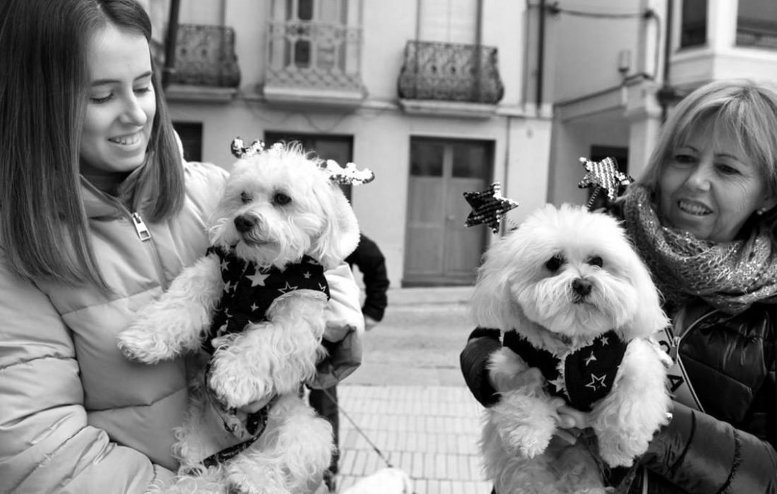 Encuentro perruno en almazan. Tursoria