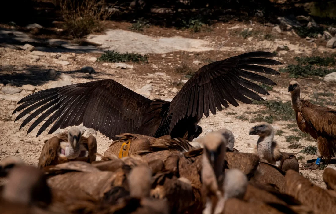 Tursoria buitres Yanguas