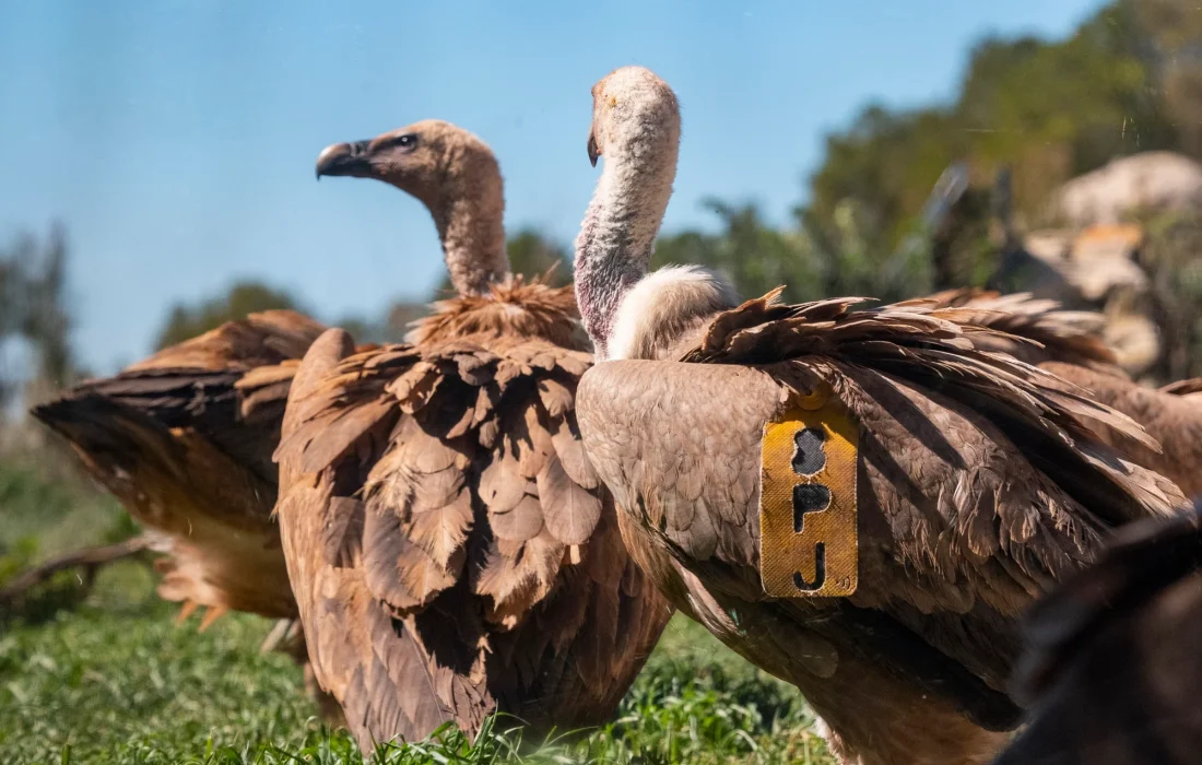 Tursoria buitres Yanguas