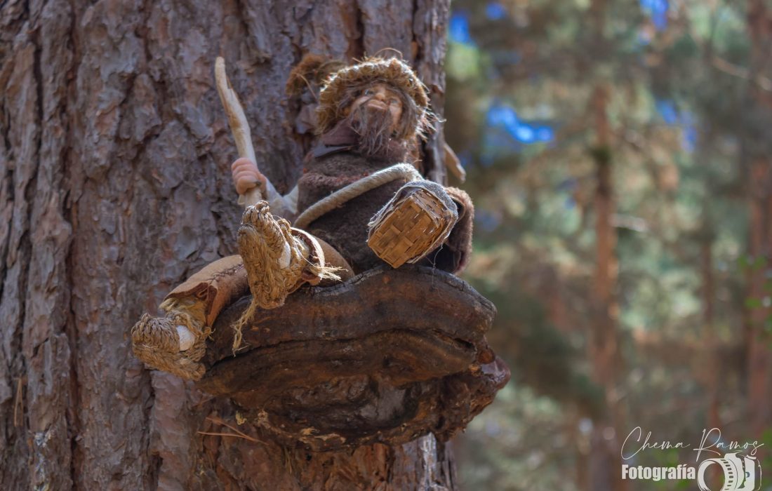 Tursoria el bosque magico