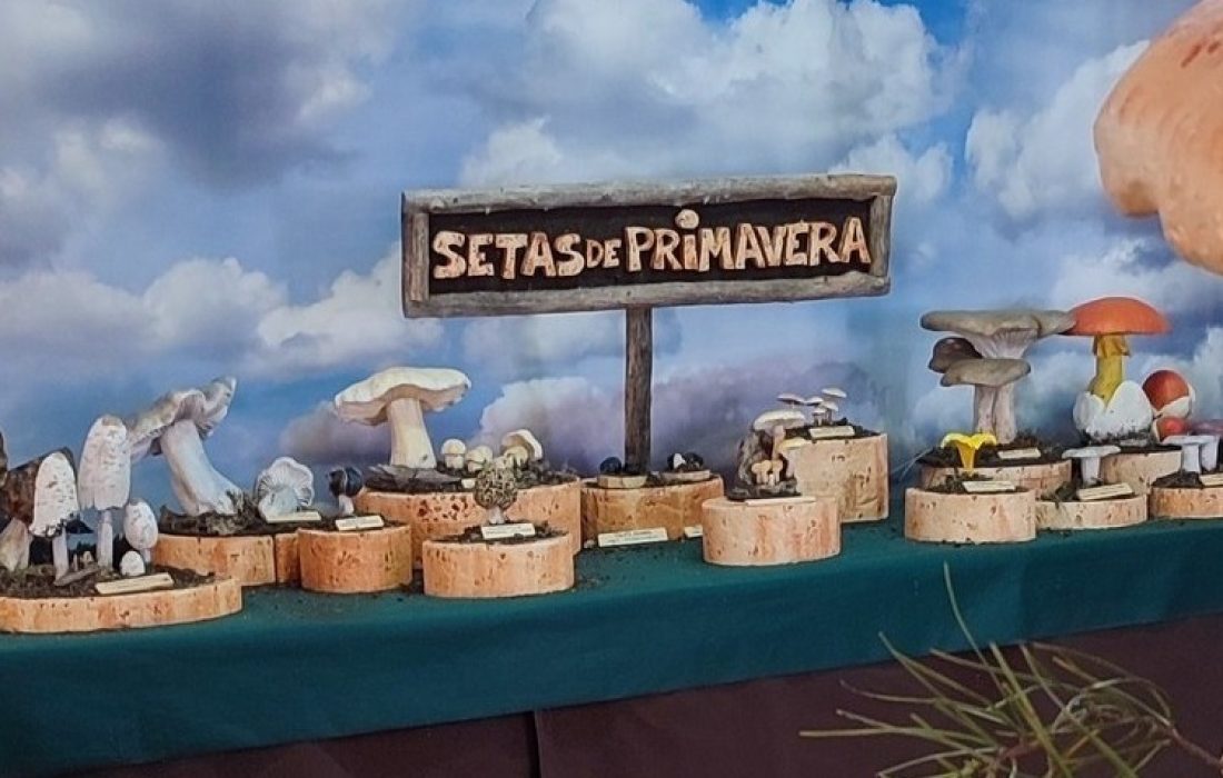 Taller reposteria micologica en Fuentearmegil. Tursoria