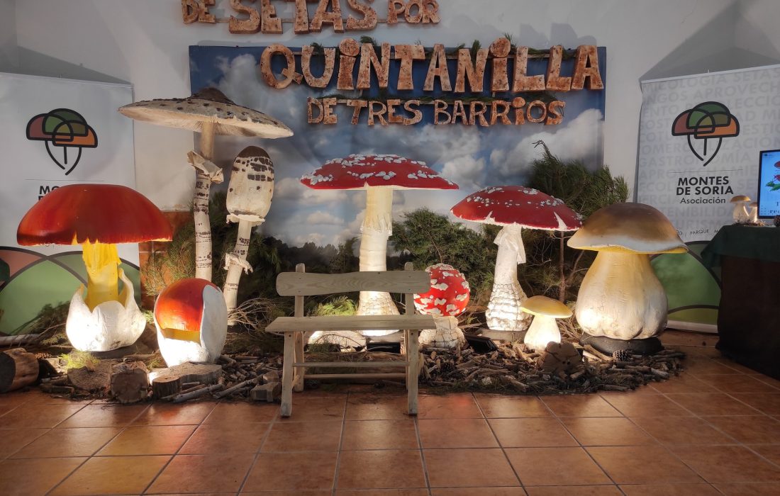 De setas por Soria en Quintanilla de Tres Barrios. Tursoria