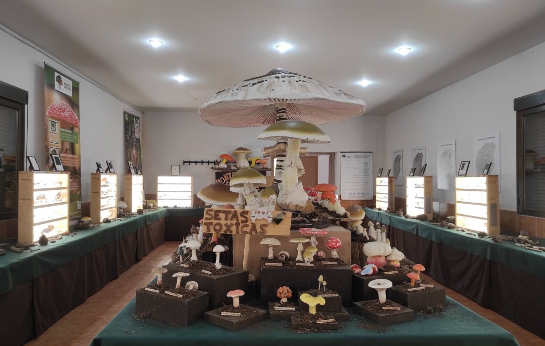 De setas por Soria en Quintanilla de Tres Barrios. Tursoria