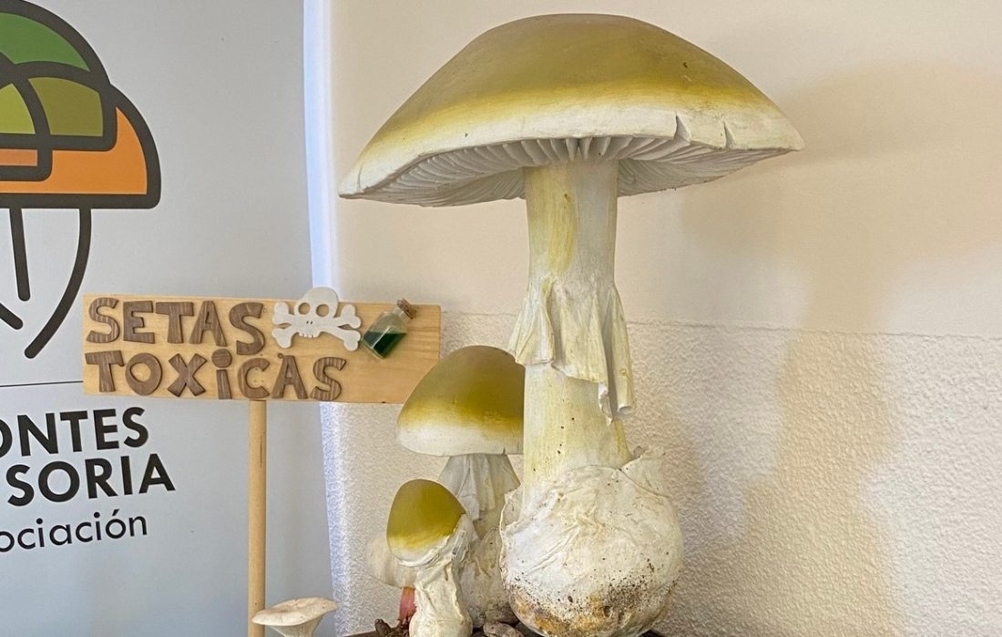 Jornadas micologicas en Valdenebro. Tursoria