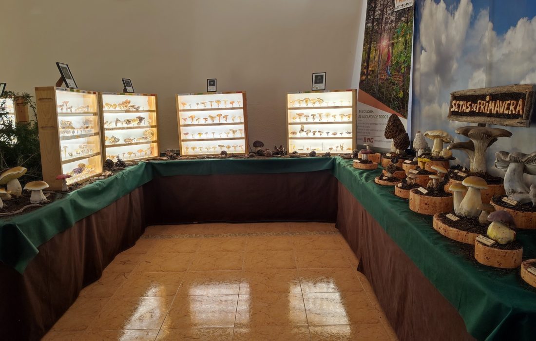 Jornadas micologicas en Valdenebro. Tursoria