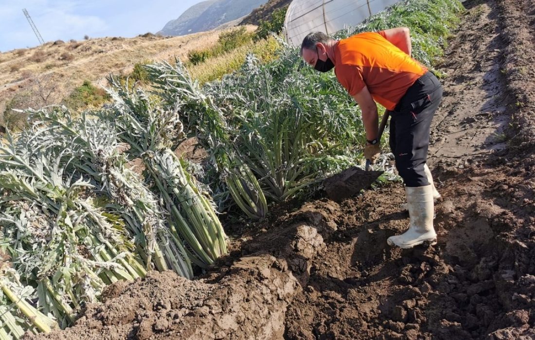 Tursoria Cardo Agreda