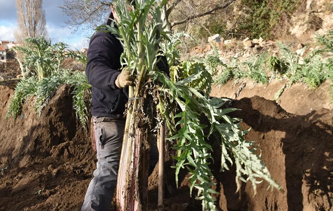 Tursoria Cardo Agreda