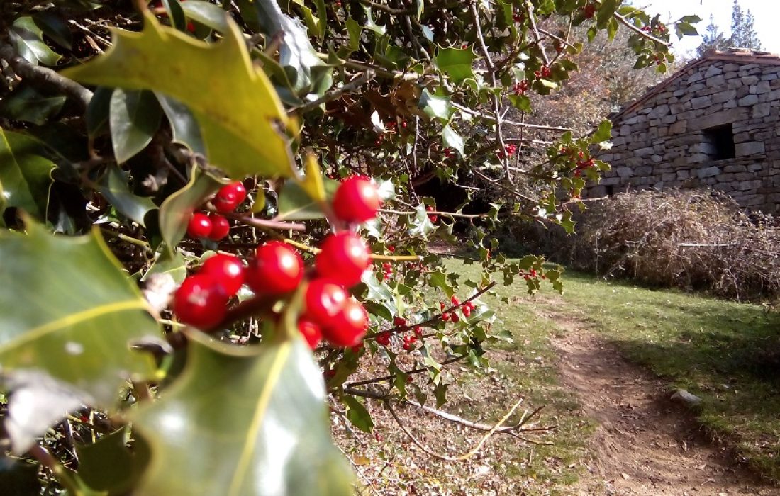 Taller elaboracion centros de acebo. Tursoria