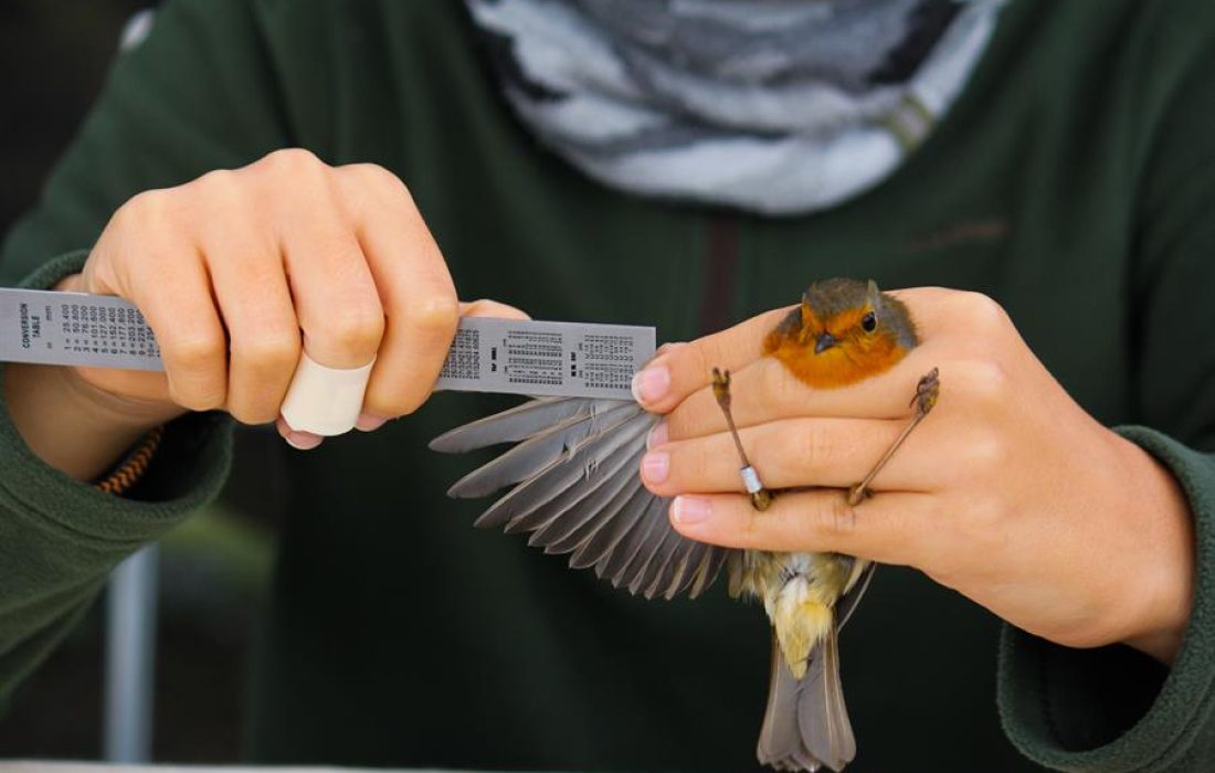 Tursoria anillamiento Yanguas