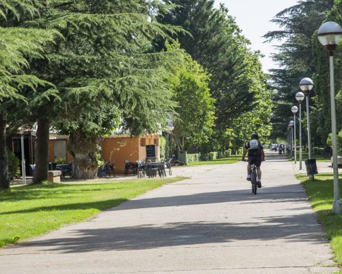 Arboleda naturaleza Almazán