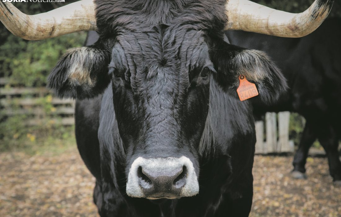 Ruta Carreteril Tursoria