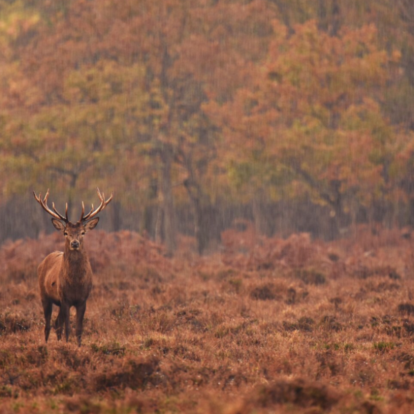 Captura de pantalla 2025-10-22 090807
