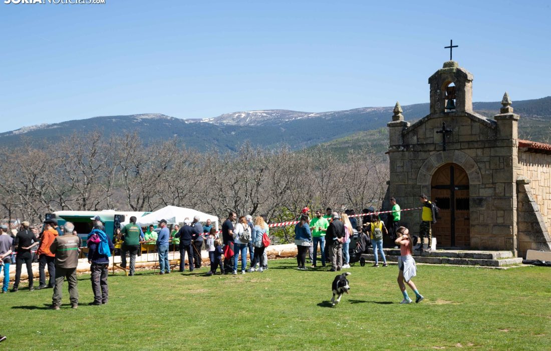 Tursoria la pingada del mayo en Covaleda