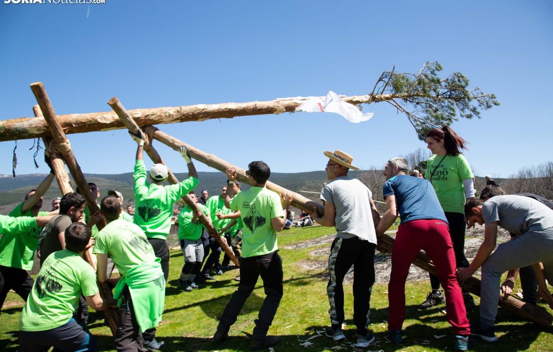 Tursoria la pingada del mayo en Covaleda