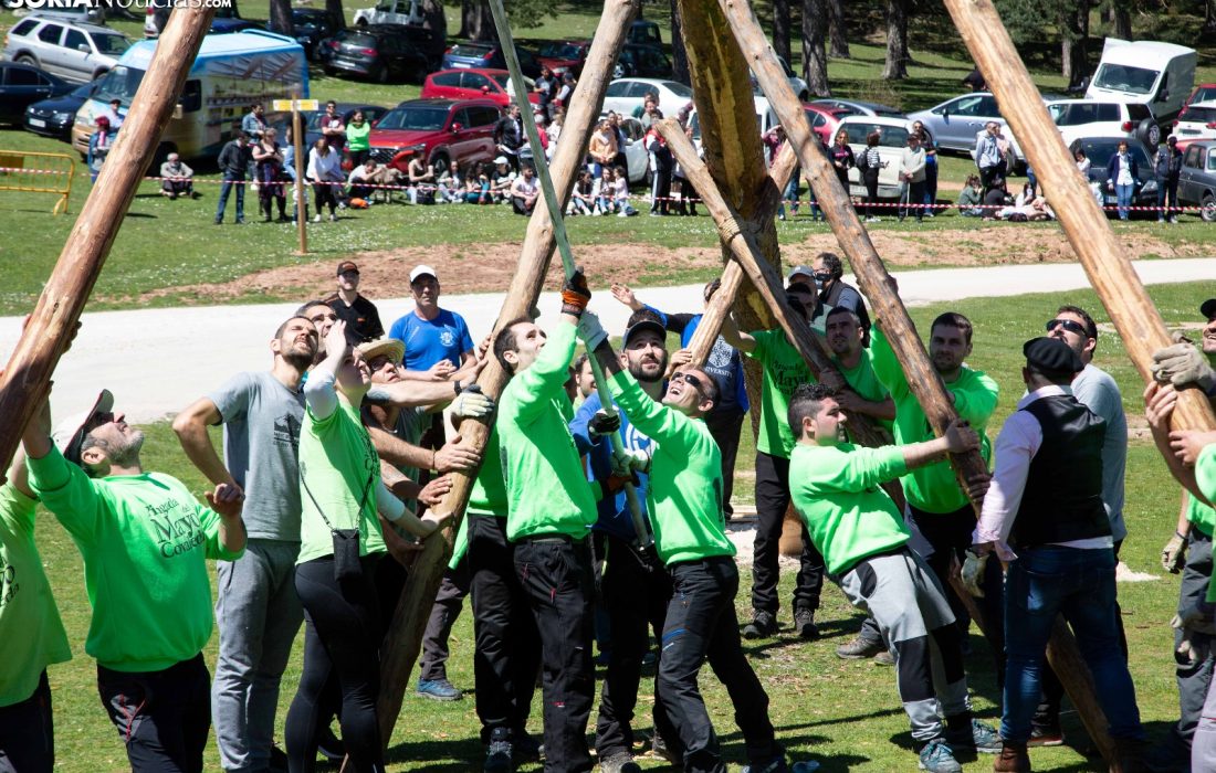 Tursoria la pingada del mayo en Covaleda