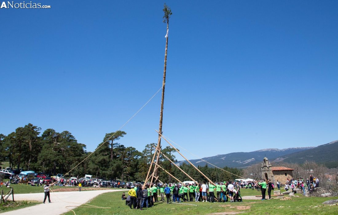 Tursoria la pingada del mayo en Covaleda