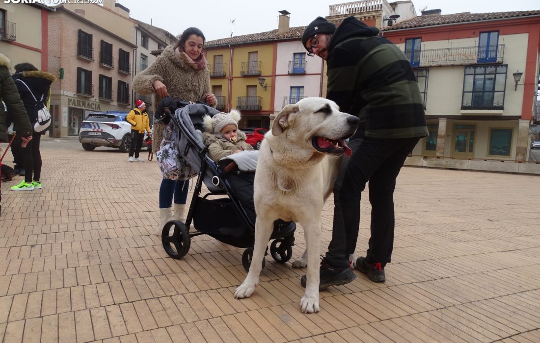 Encuentro perruno en almazan. Tursoria