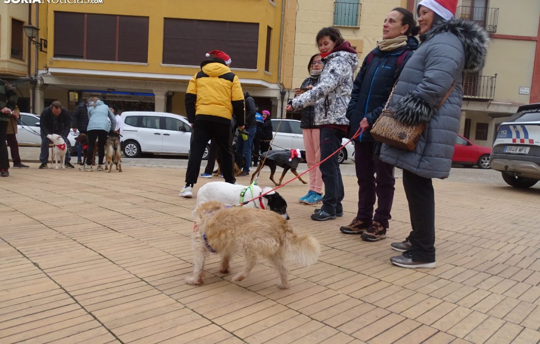 Encuentro perruno en almazan. Tursoria