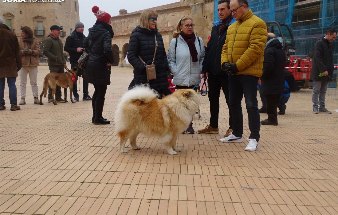 Encuentro perruno en almazan. Tursoria