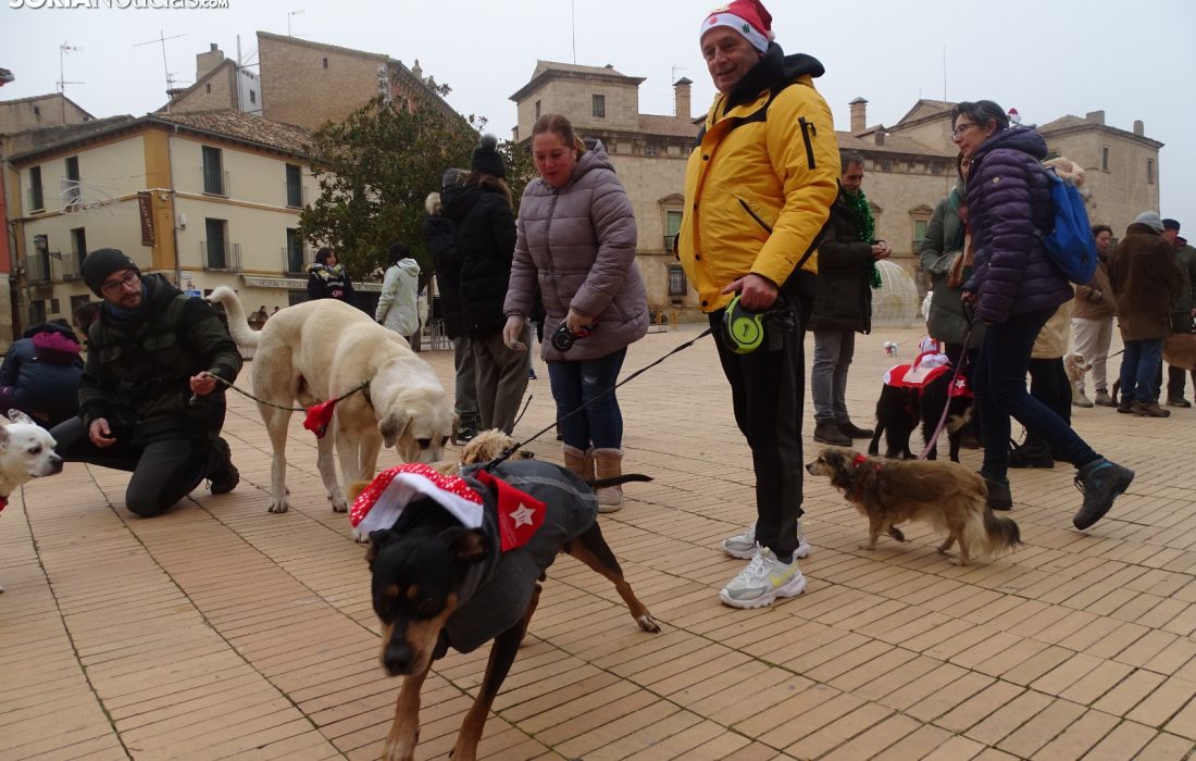 Encuentro perruno en almazan. Tursoria