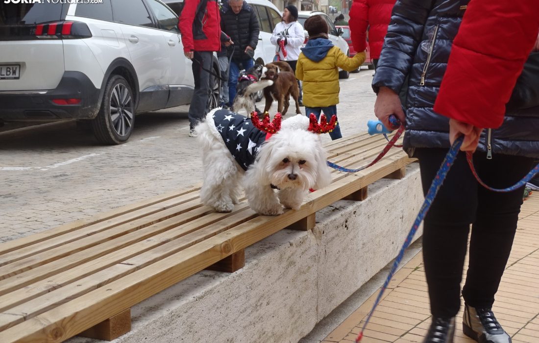 Encuentro perruno en almazan. Tursoria