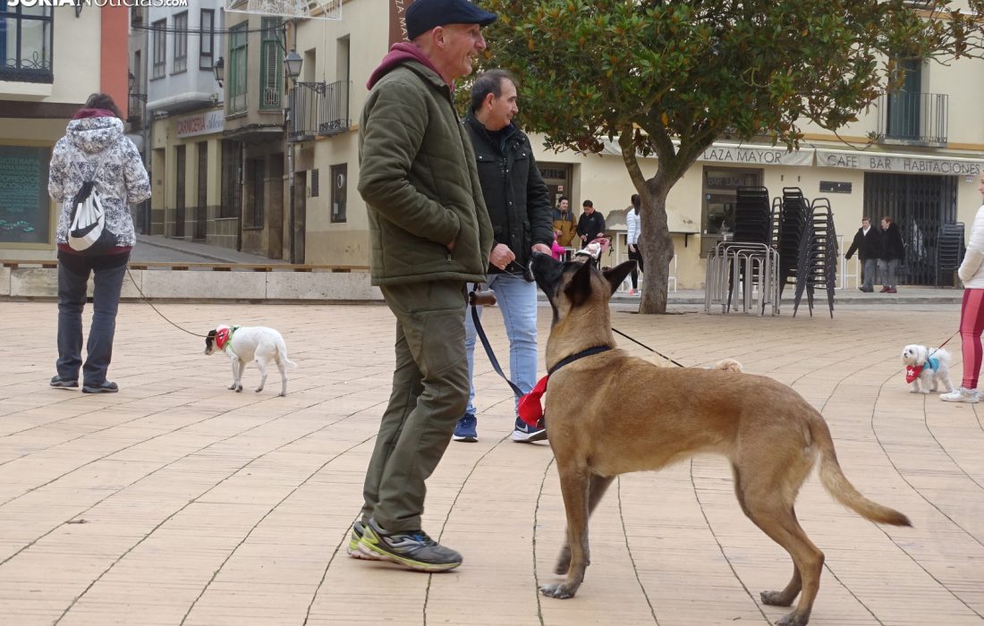 Encuentro perruno en almazan. Tursoria