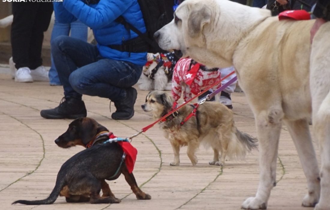 Encuentro perruno en almazan. Tursoria