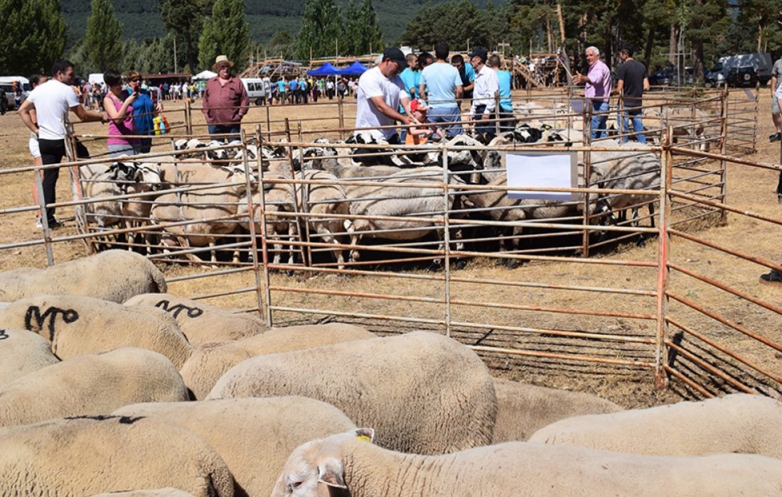 Tursoria feria ganadera en Vinuesa