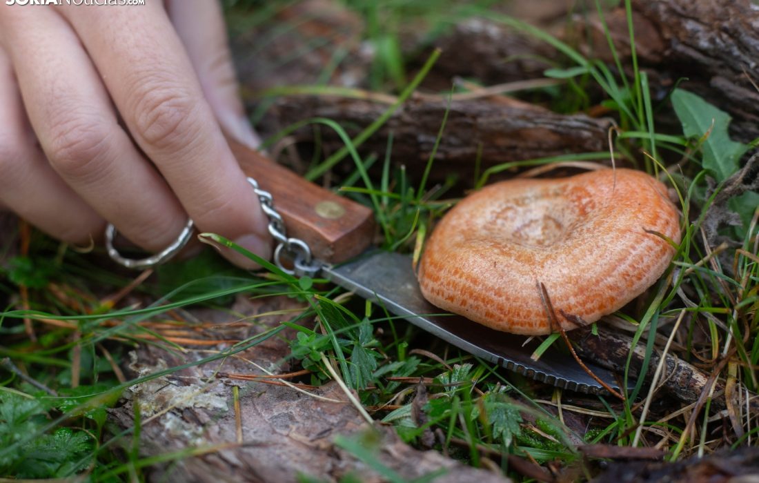 Ruta micologica y taller de reposteria en Quintanilla de tres barrios. Tursoria