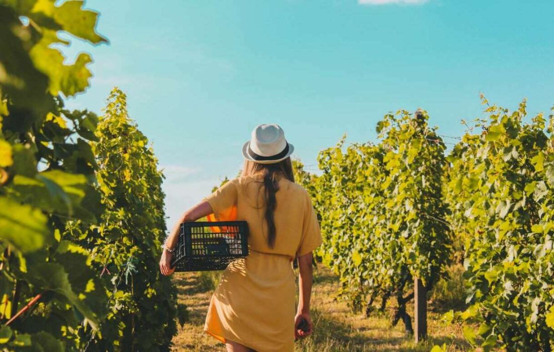 Tursoria Encuentro de viñas viejas