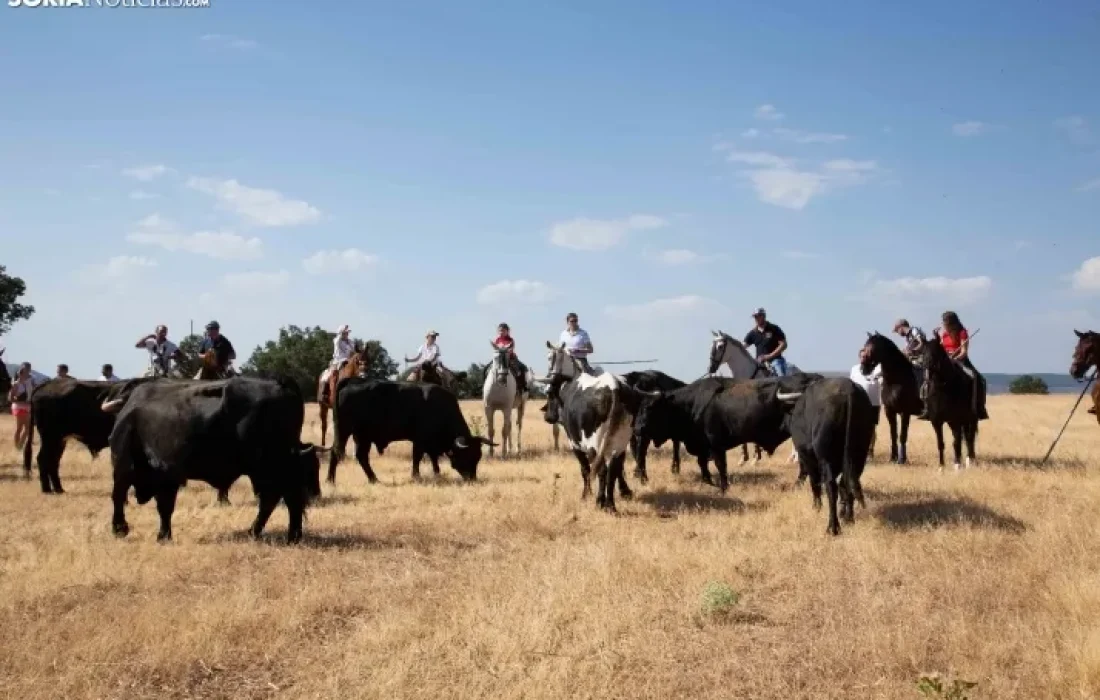 Tursoria. La trashumancia en gallinero