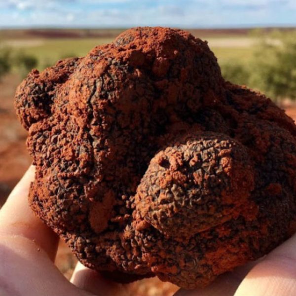 trufa soria. Tursoria